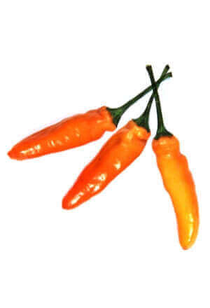 Wo der Pfeffer wächst (Taschenbuch)